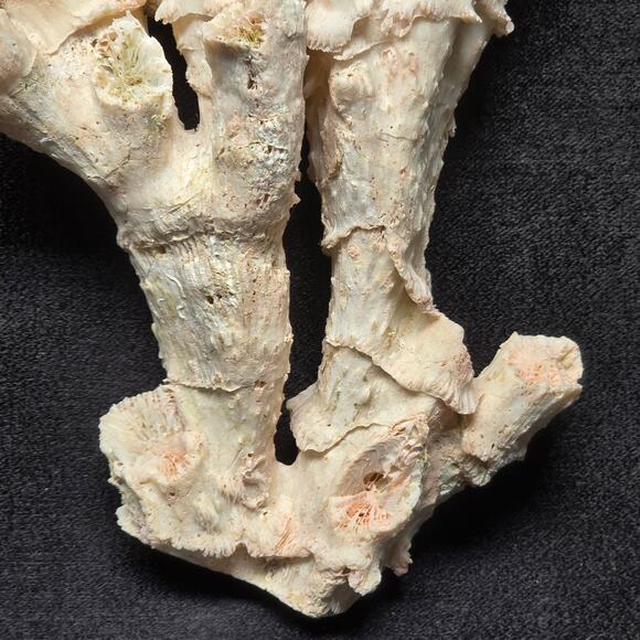 Pink Ocean Coral Reef Pilar Pavona Cactus Natural Ocean Treasure Home Decor - Picture 3 of 16